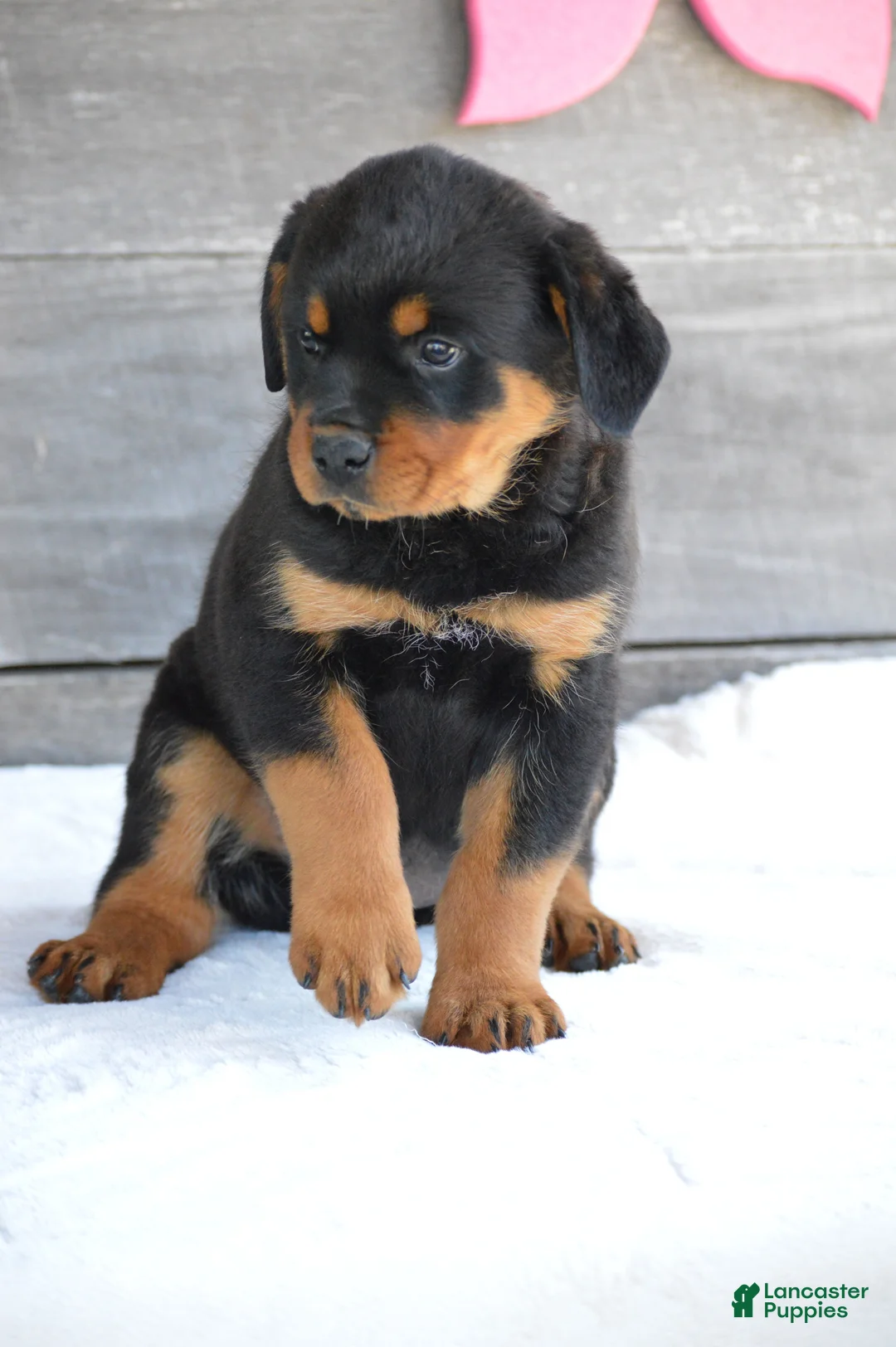 Rottweiler dogs for sale: Stella - Ad 2