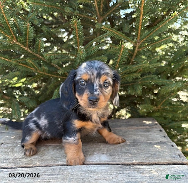 Dachshund dogs Velvet - Ad 1