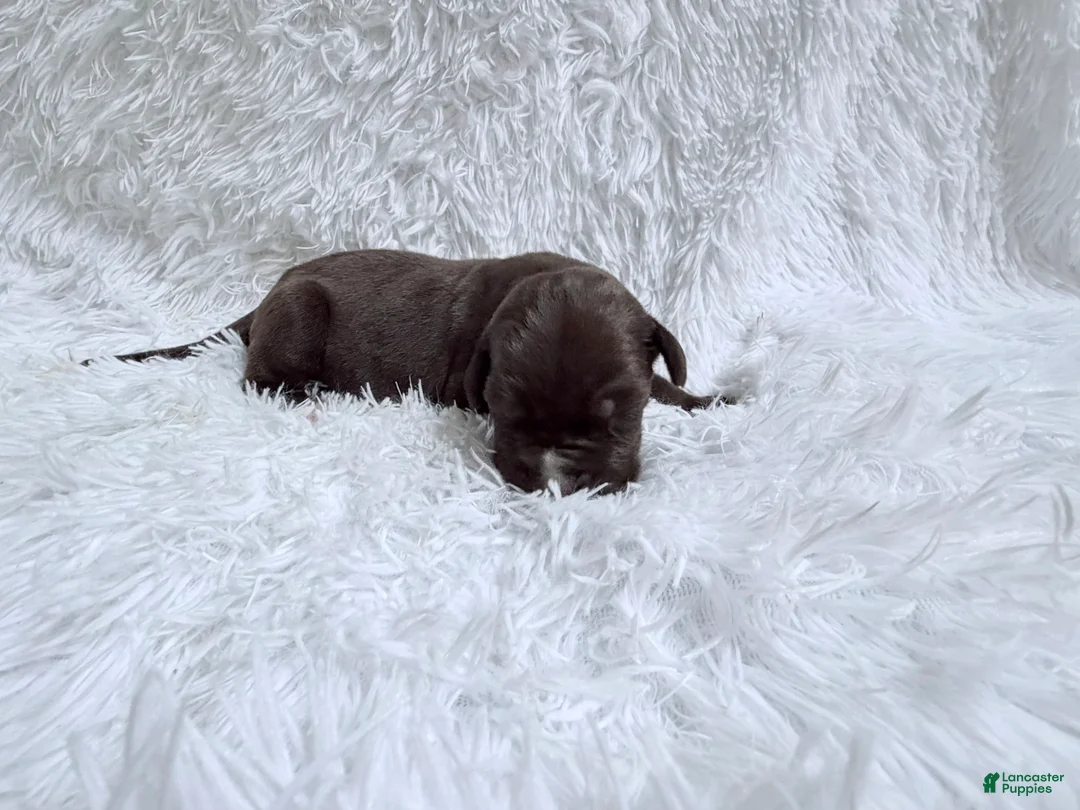 Great Dane dogs for sale: Mocha - Ad 2