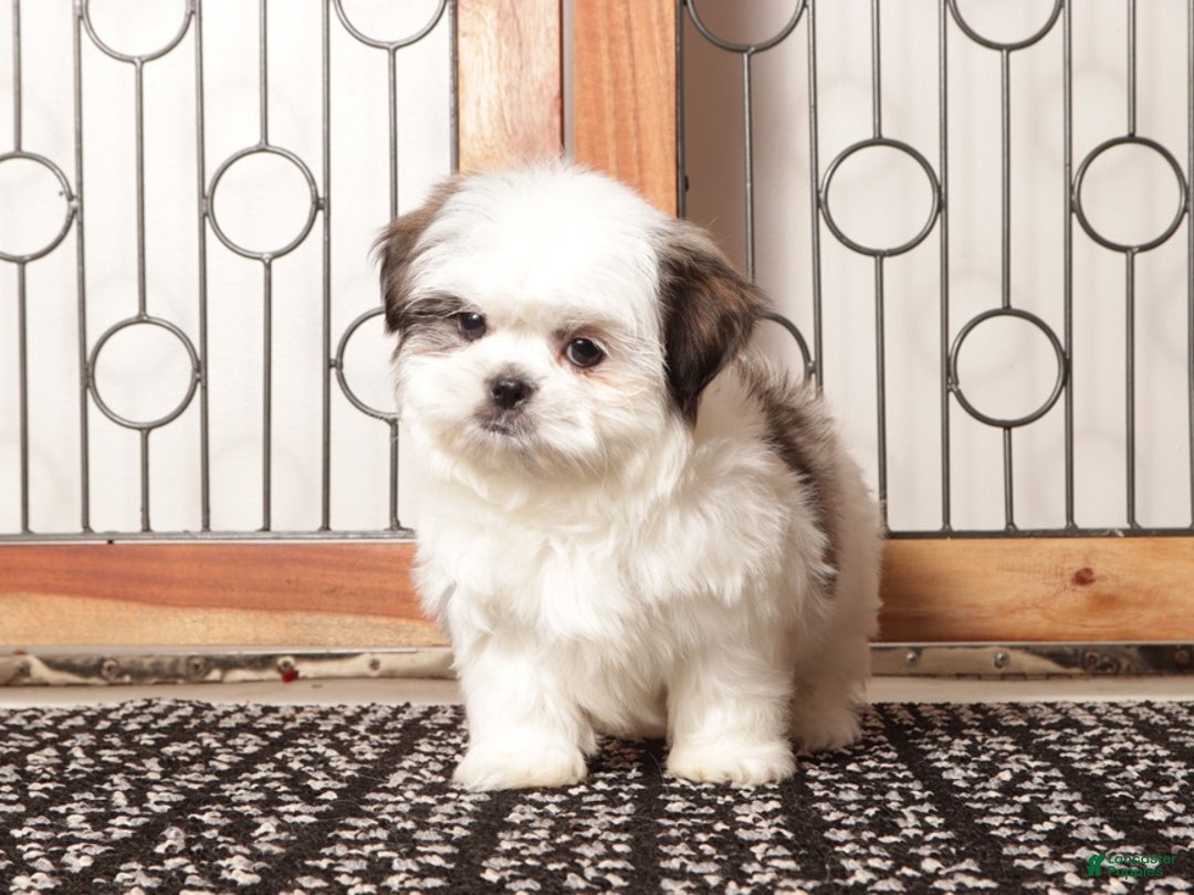 Shih Tzu dogs for sale: Yeti  - Ad 1