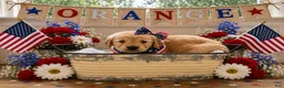 Golden Retriever dogs for sale: Orange  - Ad 1