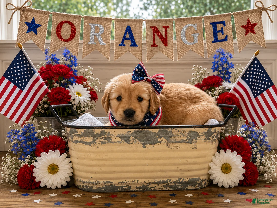 Golden Retriever dogs for sale: Orange  - Ad 1