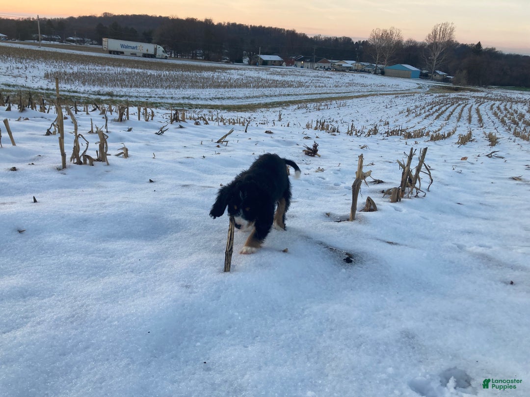 Mixed Breed dogs for sale: Cammy - Ad 7