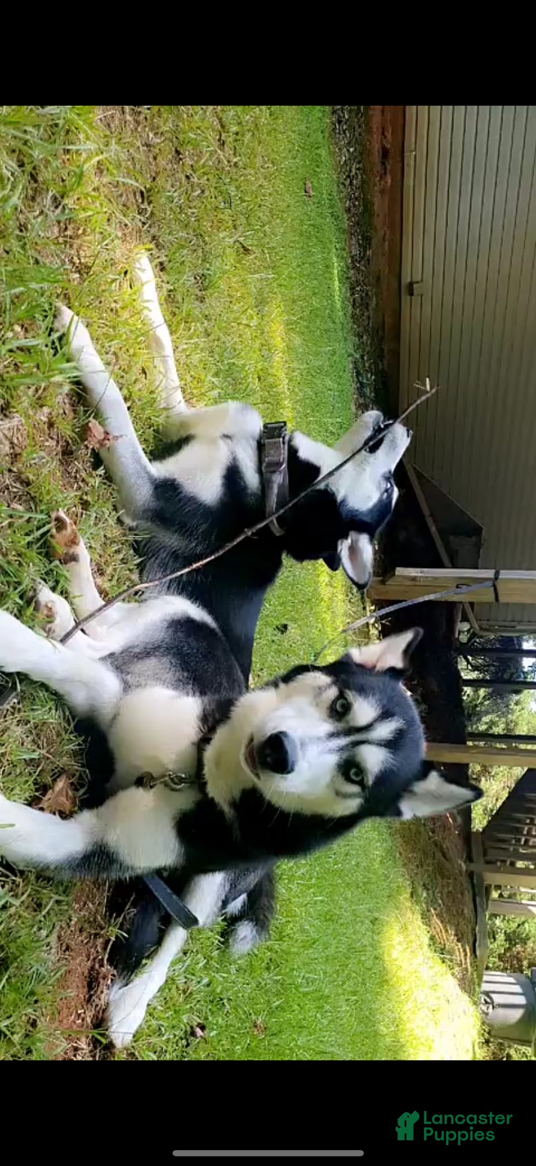 Siberian Husky dogs for sale: Panda - Ad 7