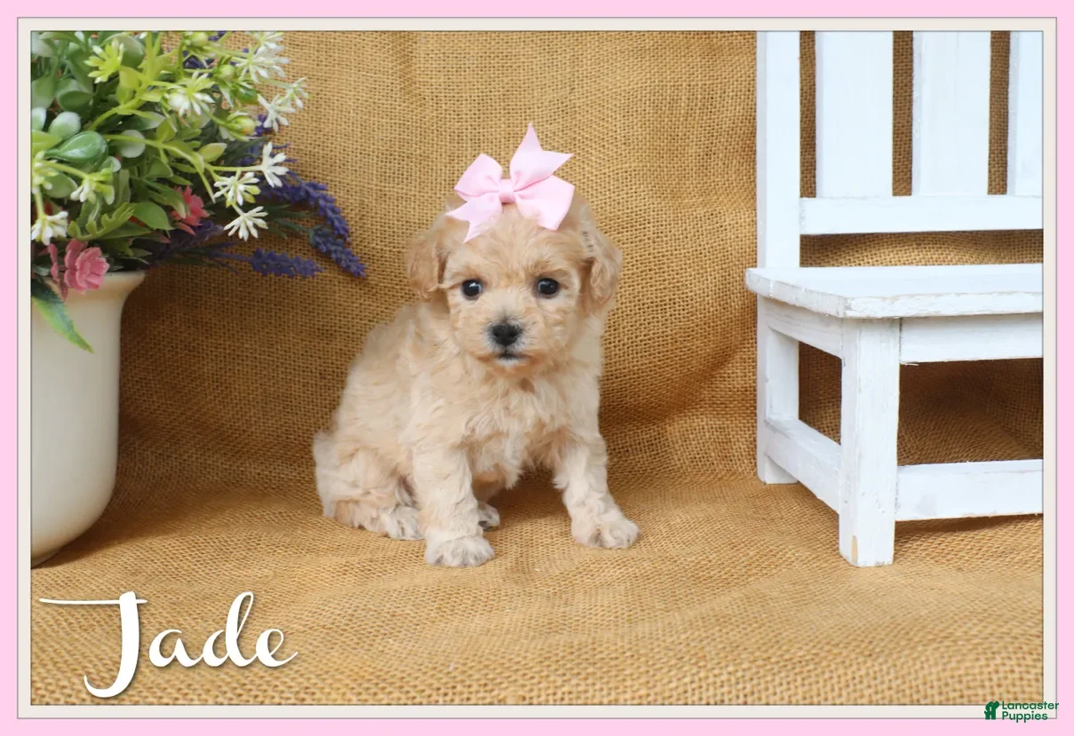Bichpoo dogs Jade - Ad 1