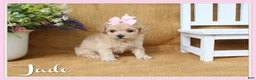 Bichpoo dogs for sale: Jade - Ad 1