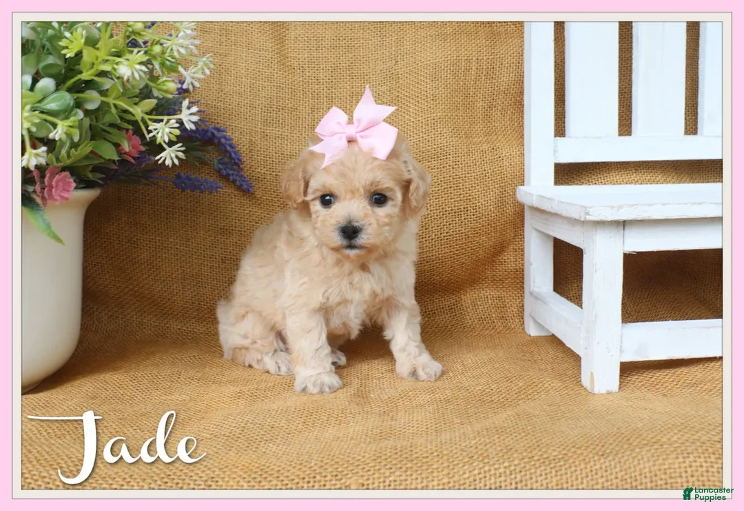 Bichpoo dogs for sale: Jade - Ad 1