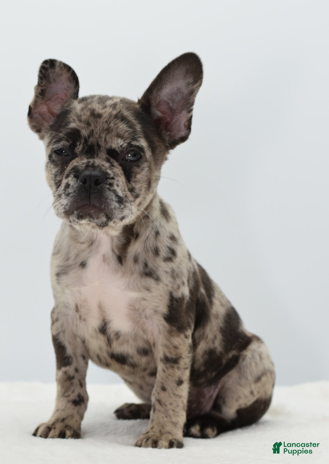 Mixed Breed dogs for sale: Zuki hybrid puppy  - Ad 7