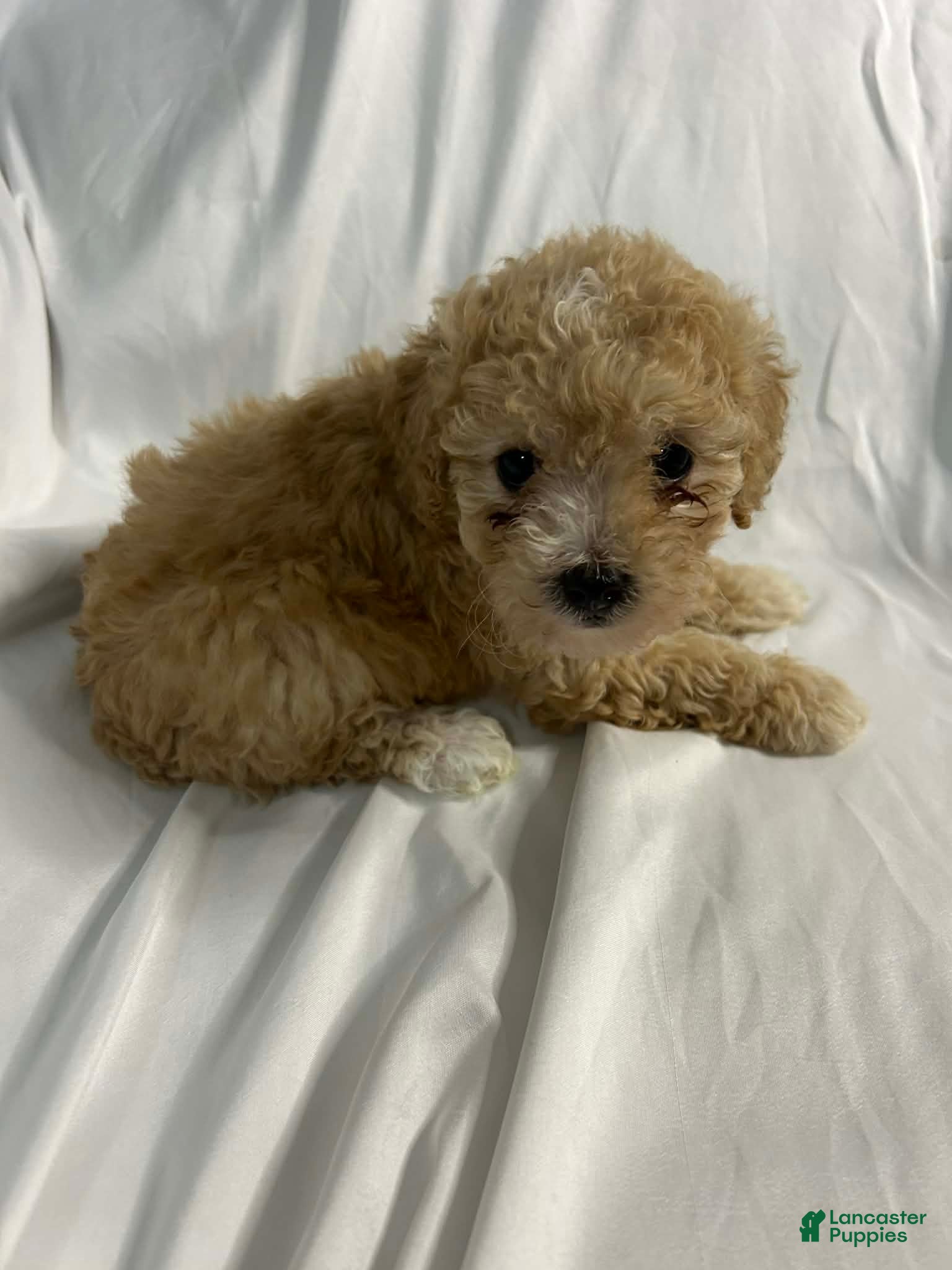 Miniature Poodle dogs Miniature Poodle Puppy 2 - Ad 3