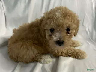 Miniature Poodle dogs Miniature Poodle Puppy 2 - Ad 3