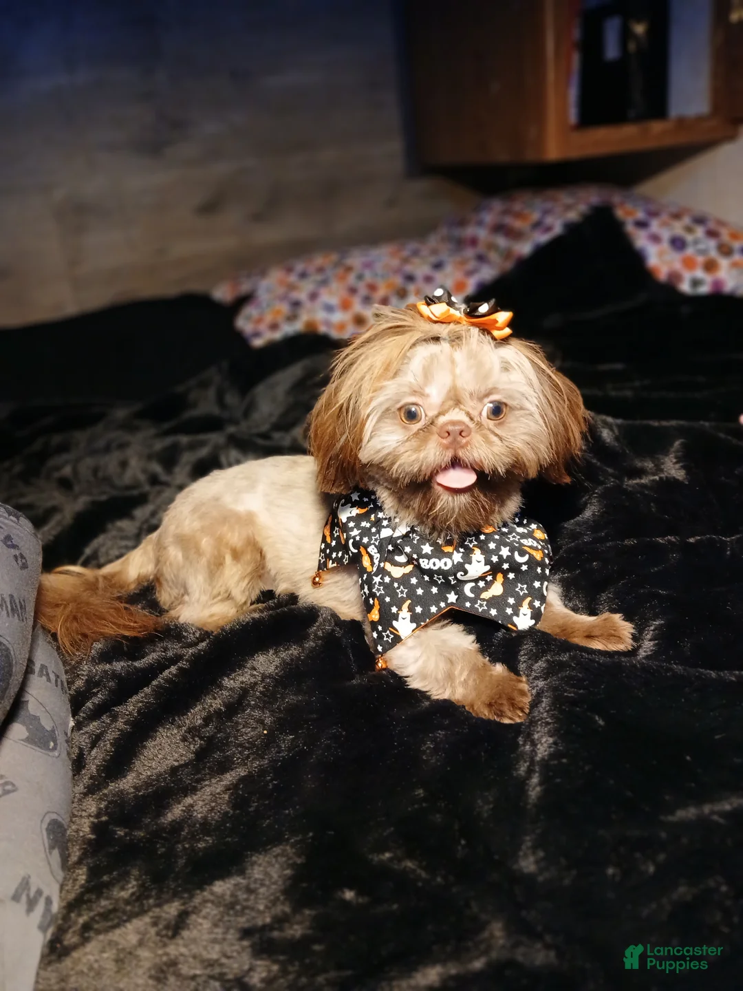Shihpoo dogs for sale: Shihpoo girl - Ad 4
