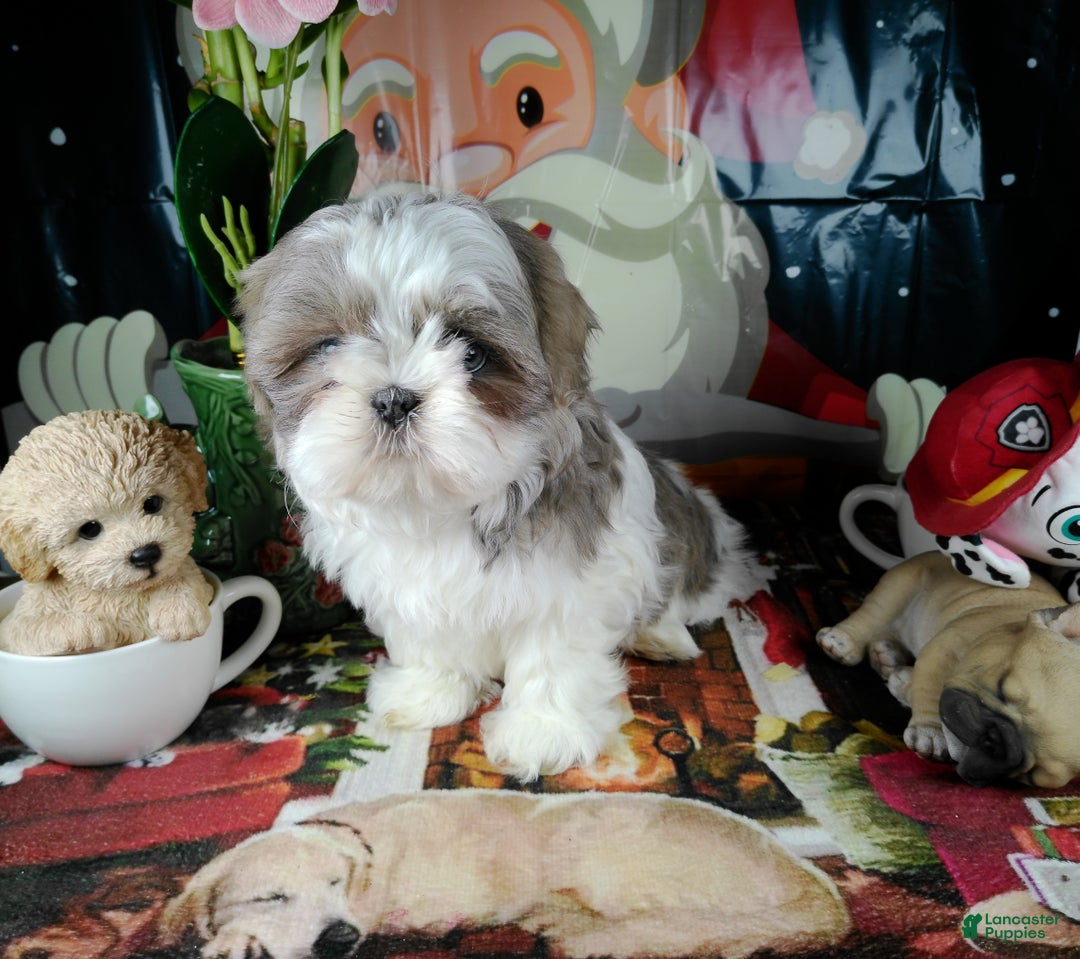 Shih Tzu dogs for sale: lili - Ad 2