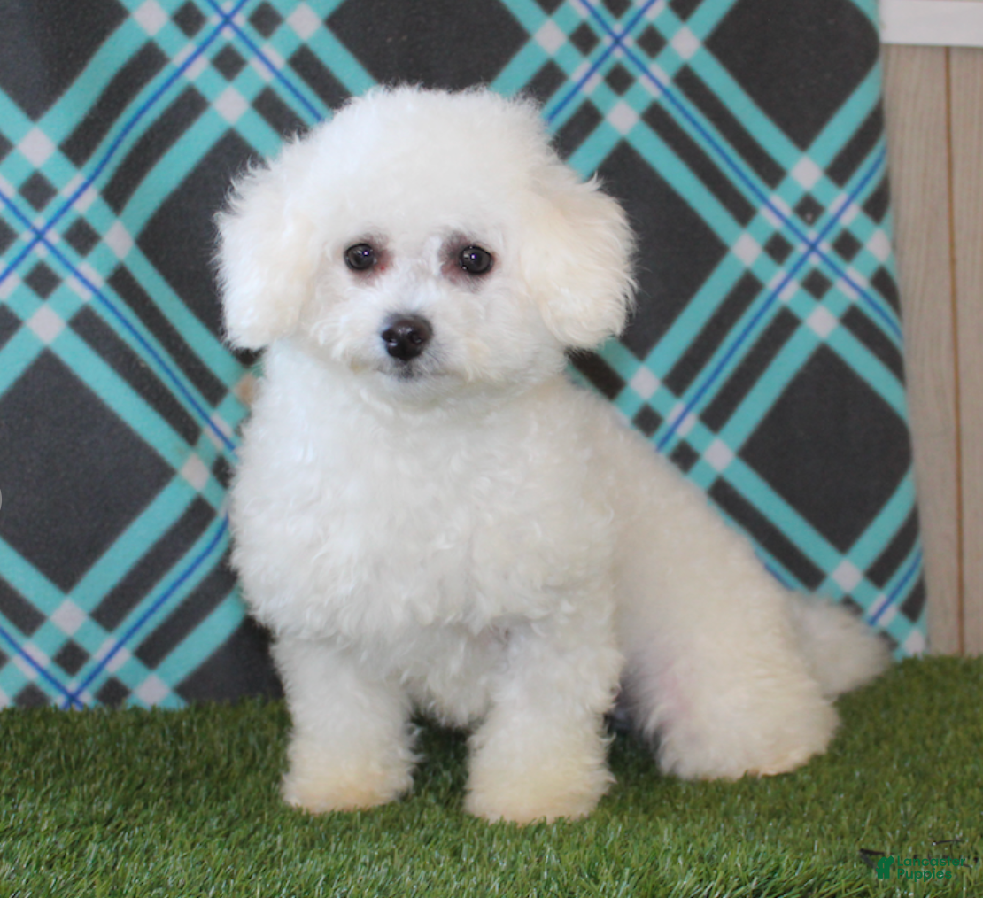 Bichon Frise dogs Nancy - Ad 2