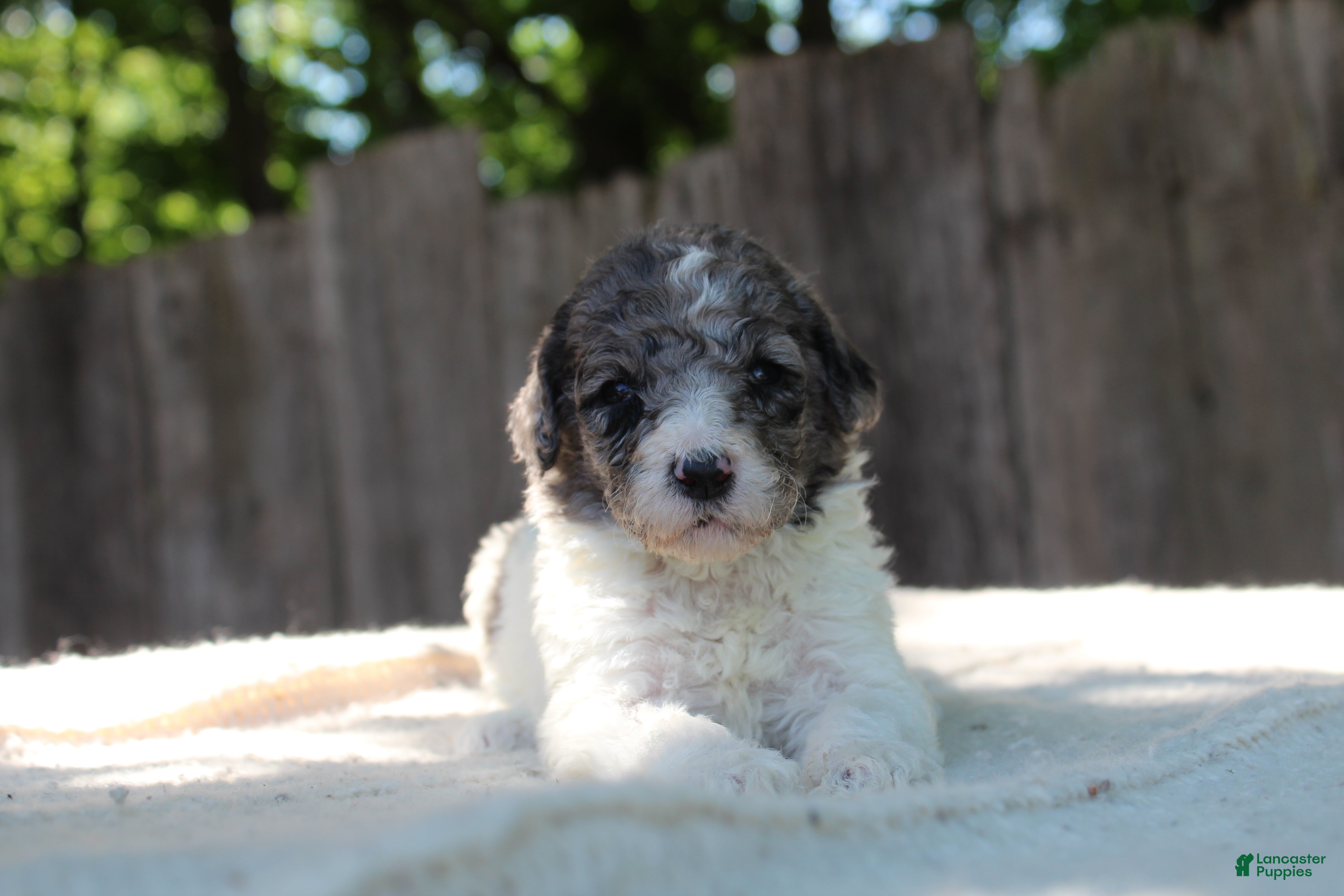 Standard Poodle dogs for sale: Fern AKC Standard Poodle - Ad 7