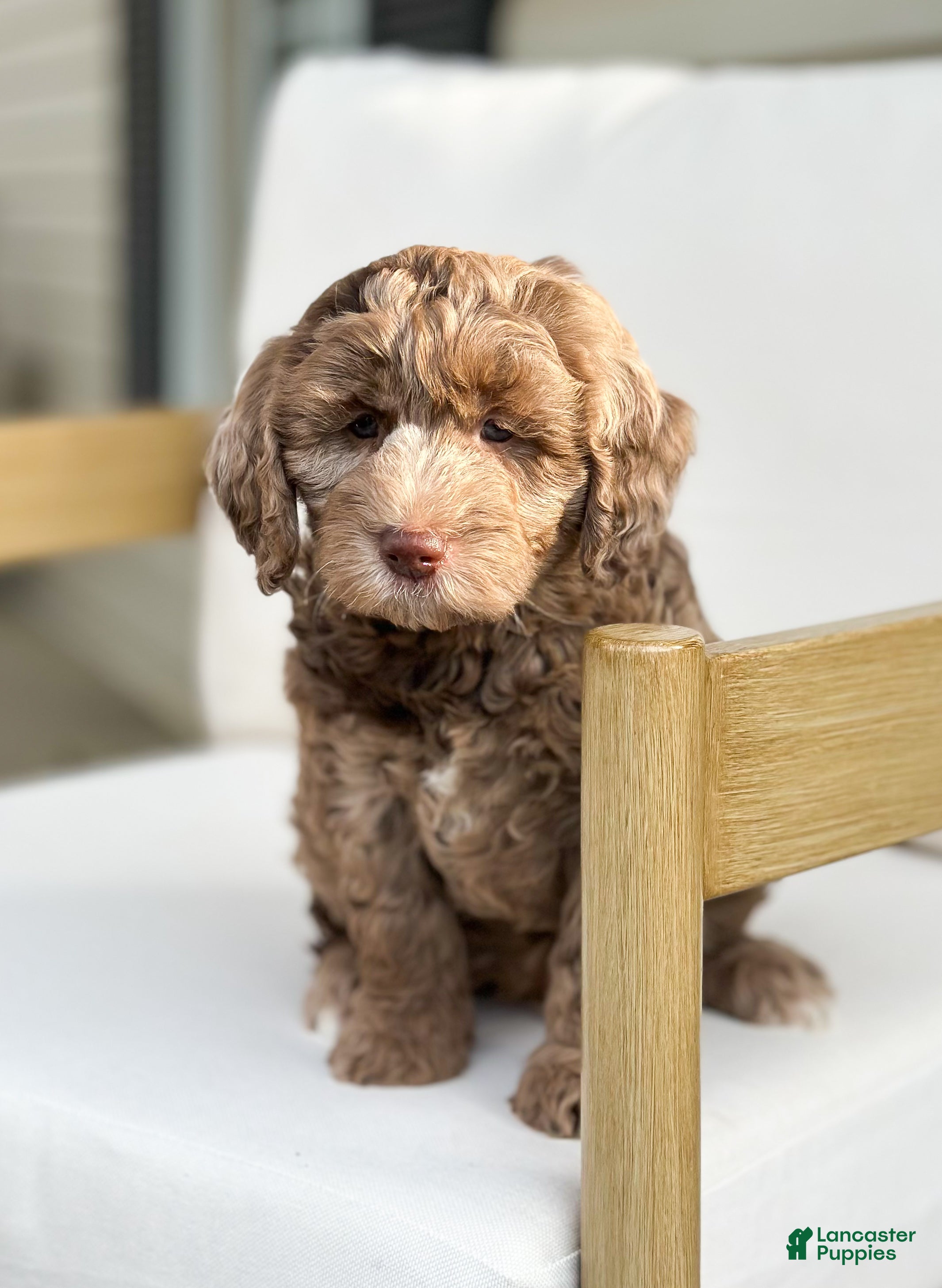 Mini Goldendoodle dogs Teddy - Ad 2