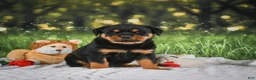 Rottweiler dogs for sale: Kai - Ad 1