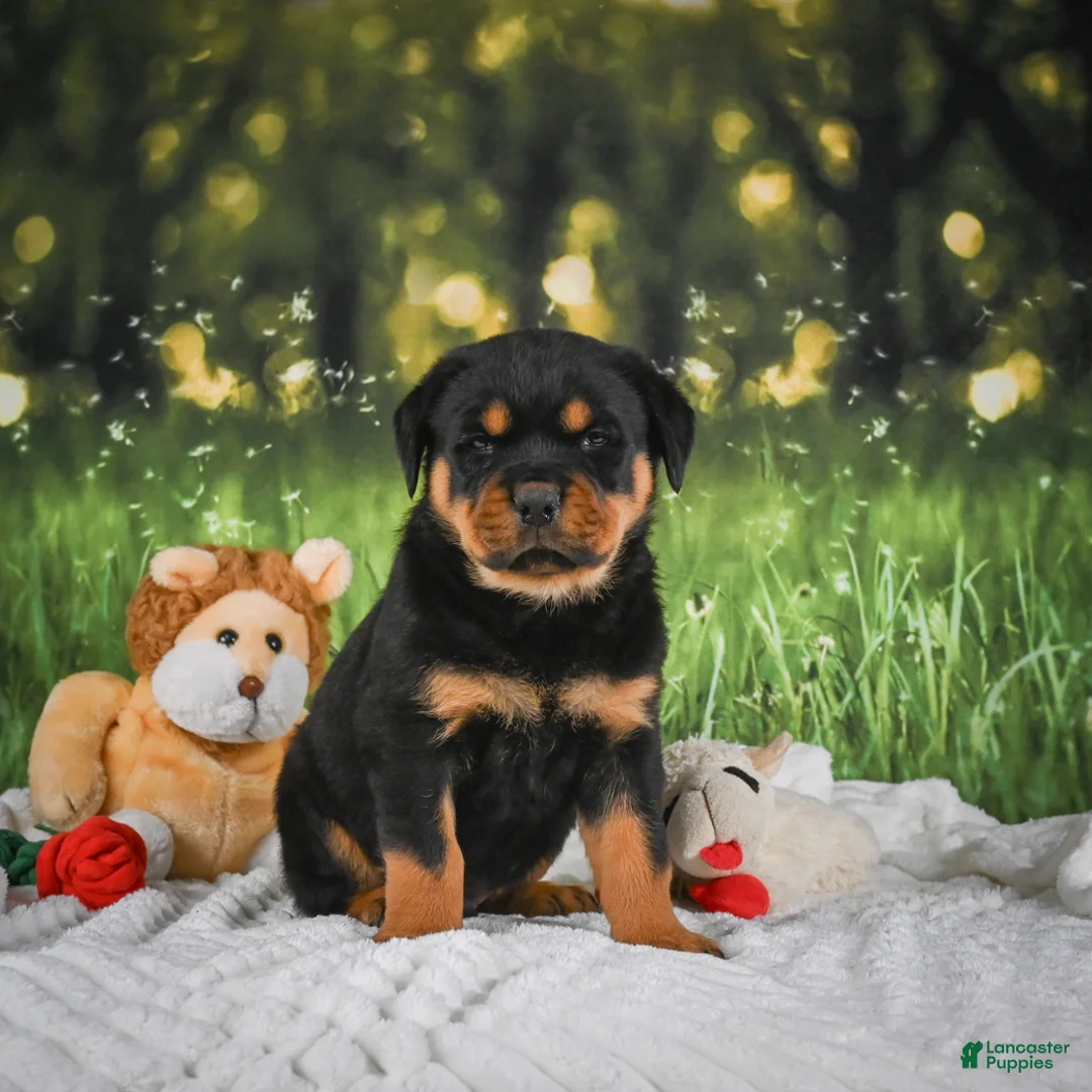 Rottweiler dogs for sale: Kai - Ad 1