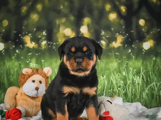 Rottweiler dogs for sale: Kai - Ad 2