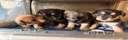 French Bulldog dogs for sale: Fluffy French Bulldog 2 - Ad 4
