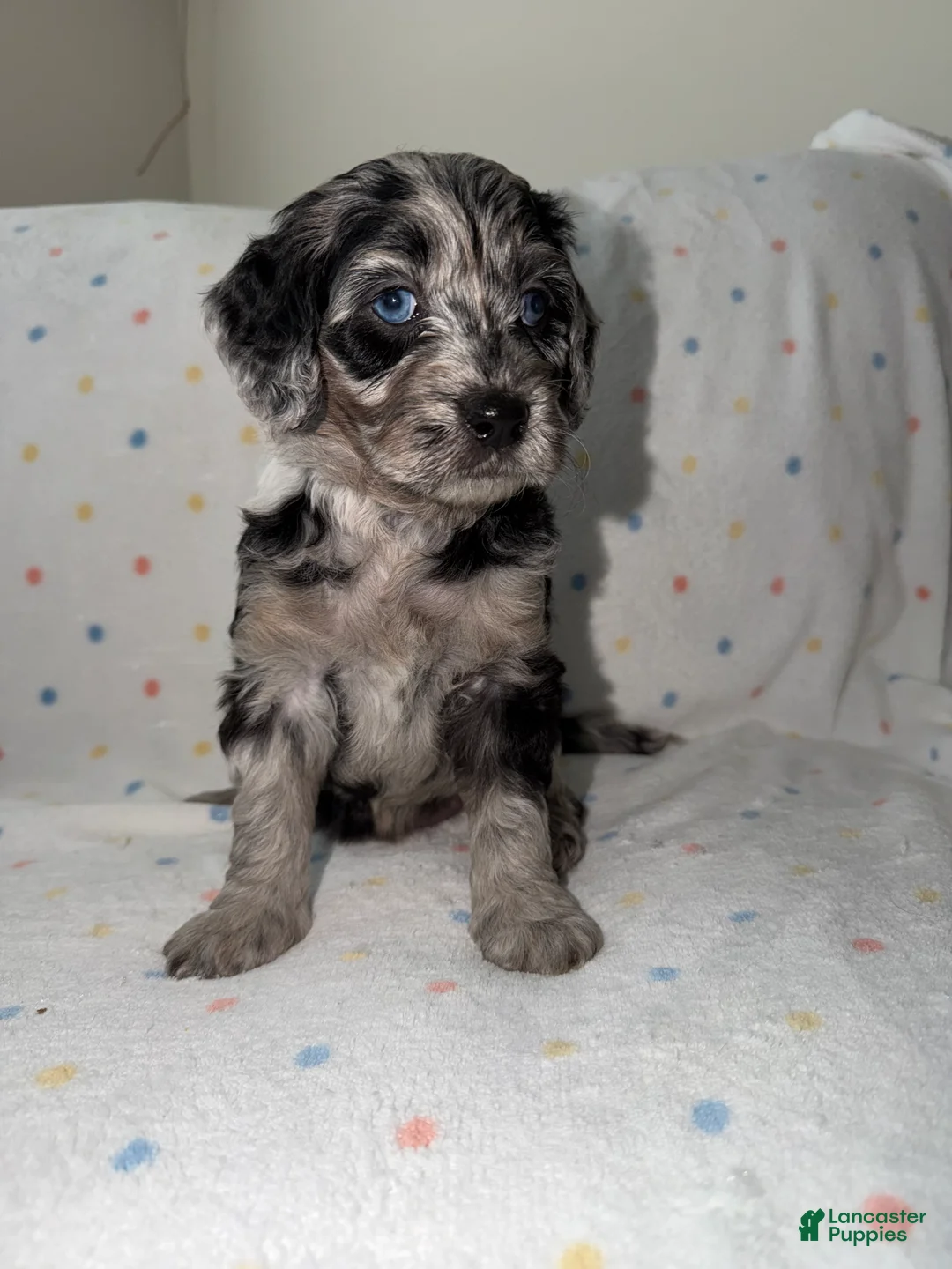 Mini Goldendoodle dogs for sale: Pink female Goldendoodle 6 - Ad 1