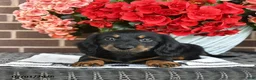 Miniature Dachshund dogs for sale: Tippy  - Ad 3