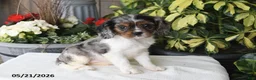 Cavalier King Charles Spaniel dogs for sale: Jenny - Ad 1