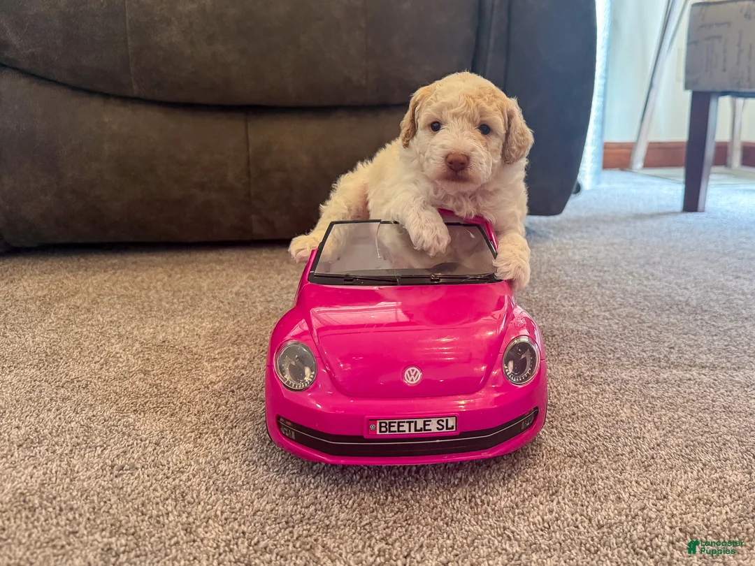 Miniature Poodle dogs for sale: Finn - Ad 2