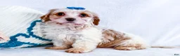 Cavapoo dogs for sale: Zoee - Ad 4