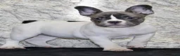 French Bulldog dogs for sale: Pearl - Ad 4