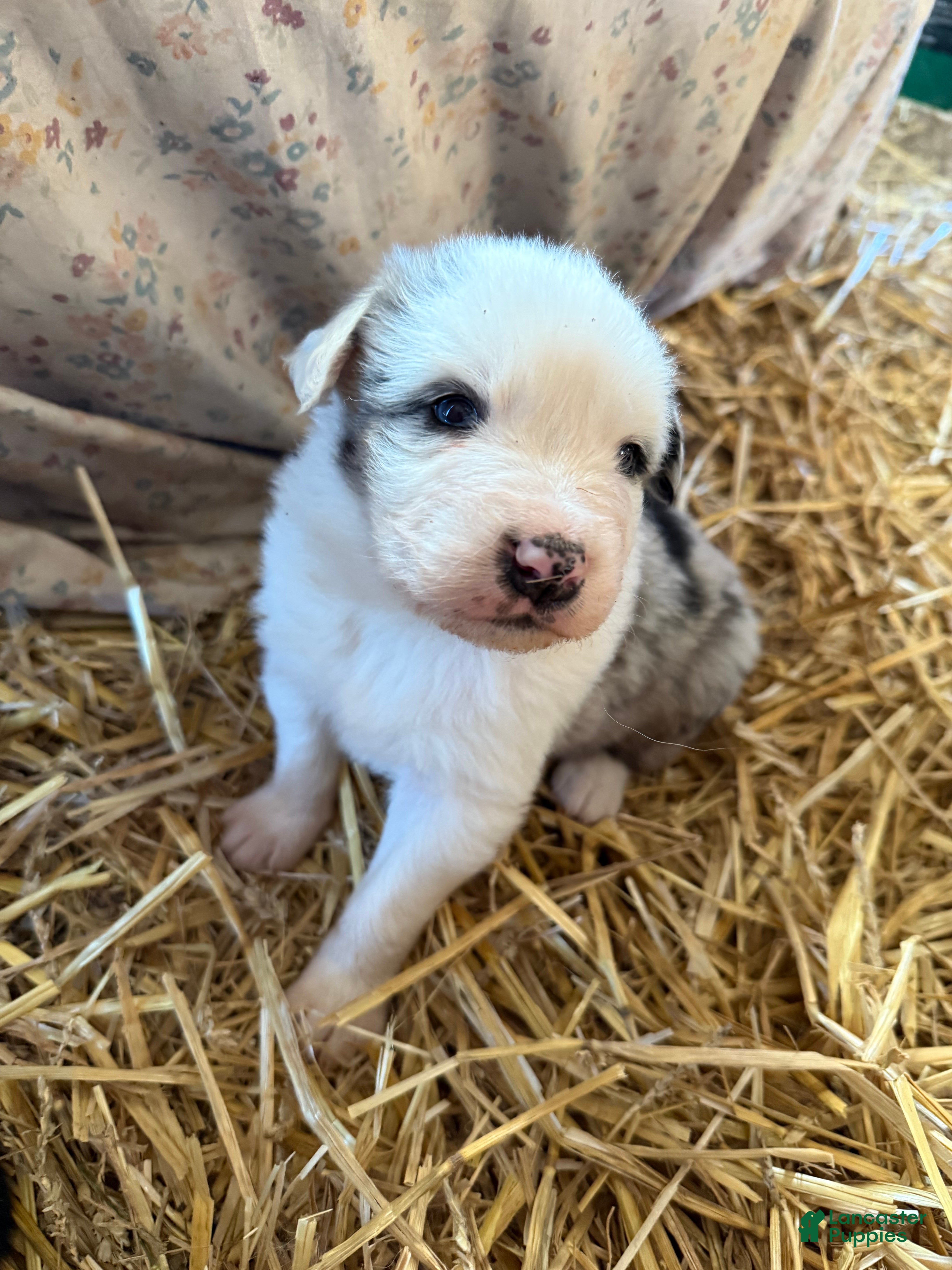 Australian Shepherd dogs Australian Shepherd Puppy 2 - Ad 2