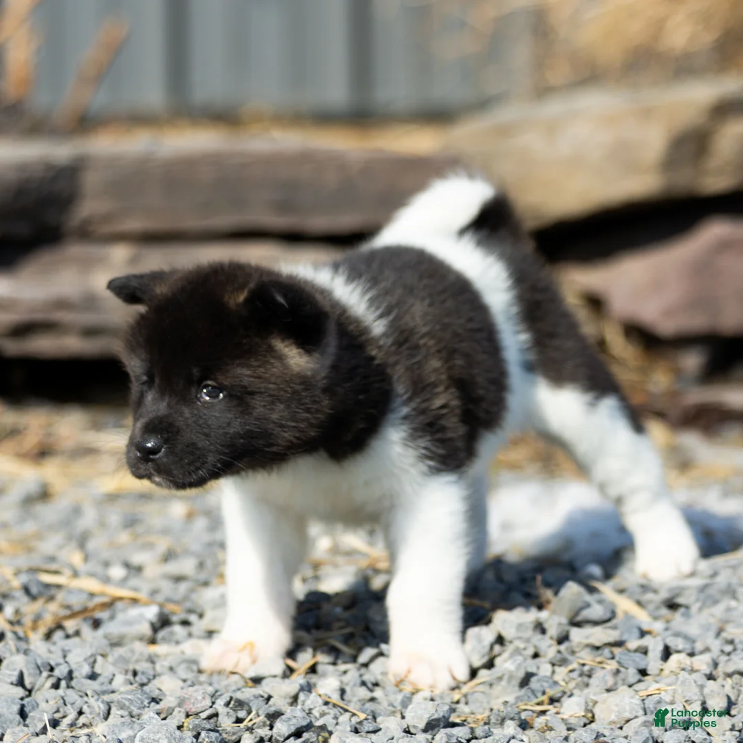 Akita dogs for sale: Florie Akita Puppy  - Ad 2
