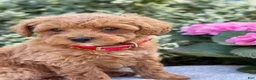 Toy Poodle dogs for sale: Patsy - Ad 10