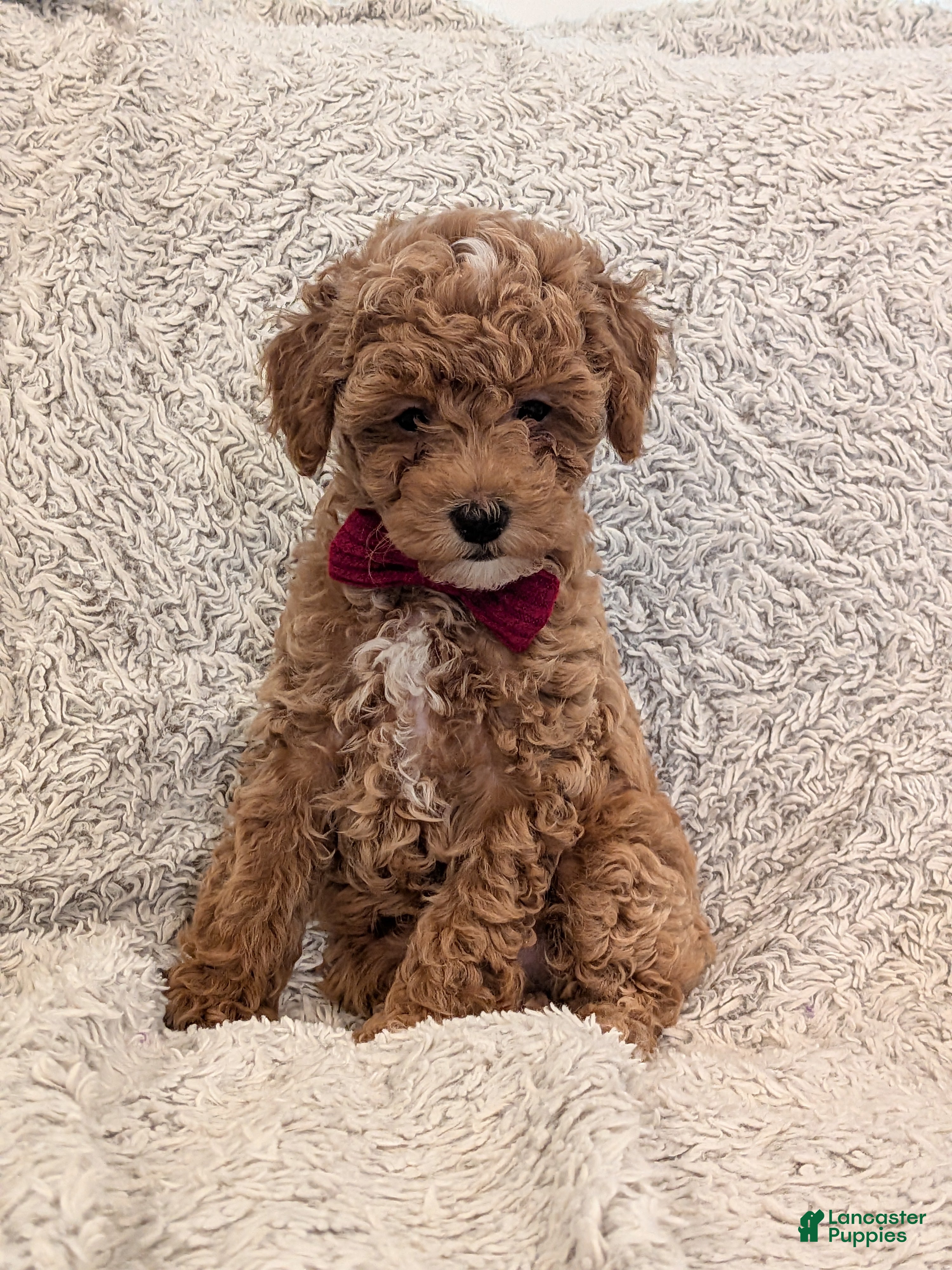 Toy Poodle dogs George  - Ad 1