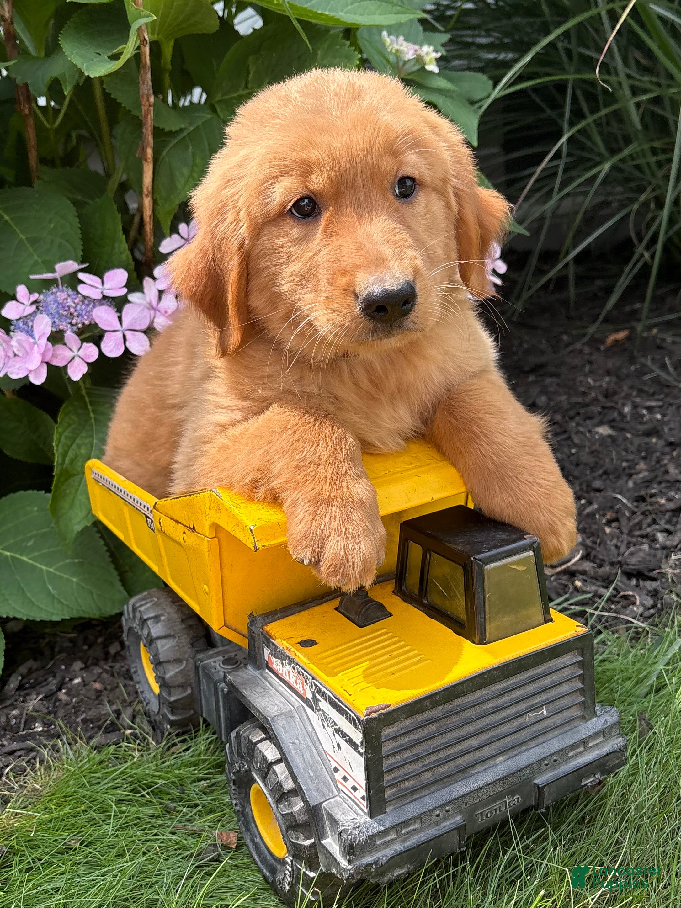 Golden Retriever dogs Sebastian - Ad 2