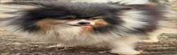 Pomeranian dogs for sale: Pumpkin spice  - Ad 2