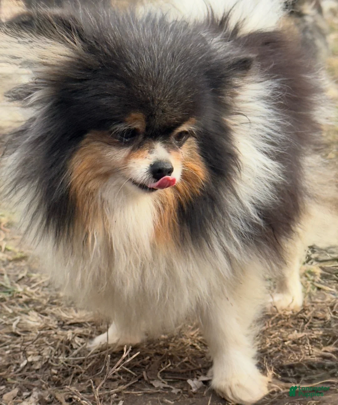 Pomeranian dogs for sale: Pumpkin spice  - Ad 2
