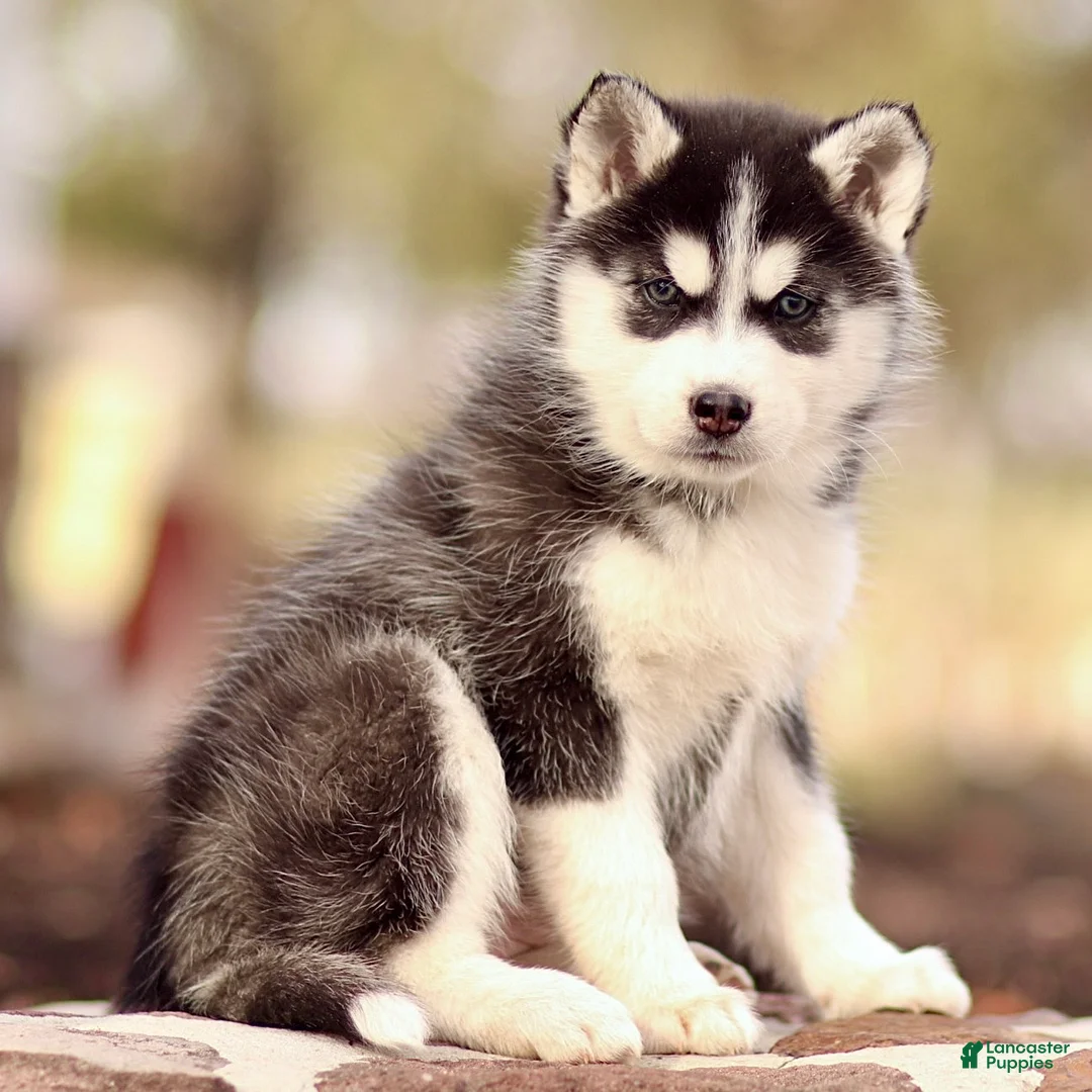 Pomsky dogs for sale: Emerson - Ad 1