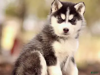 Pomsky dogs Emerson - Ad 4