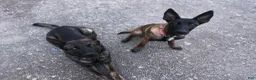 Mixed Breed dogs for sale: Mixed Breed 1 - Ad 3