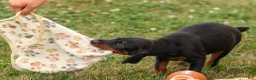 Doberman Pinscher dogs for sale: DAISY - Ad 10