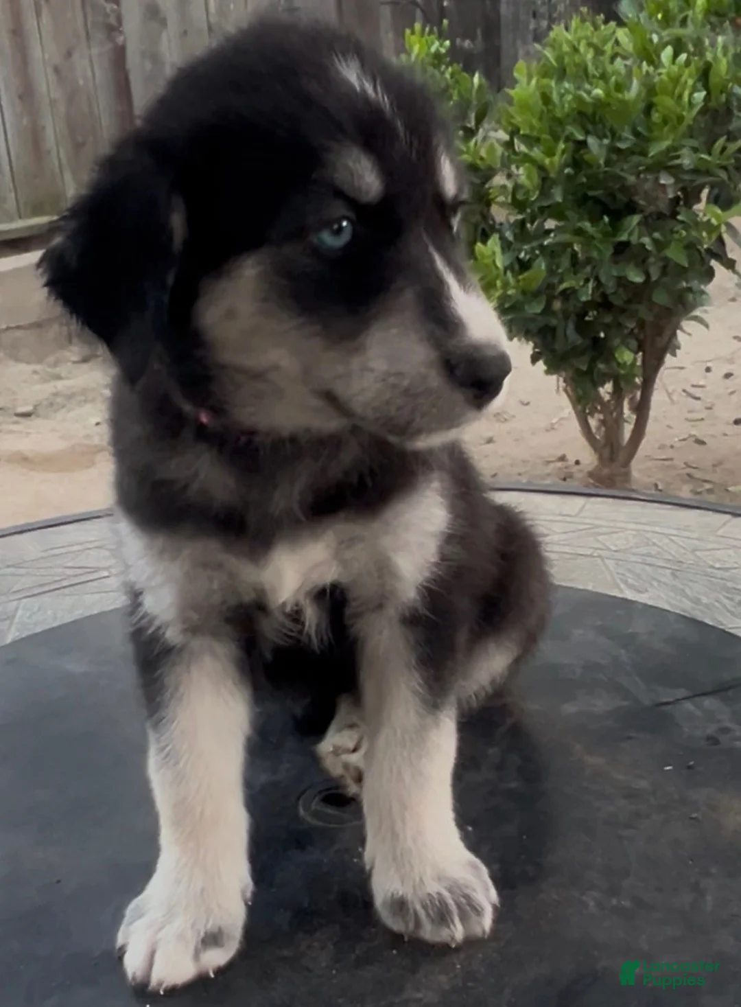 Goberian dogs for sale: Goberian Puppy 2 (Pink) - Ad 1