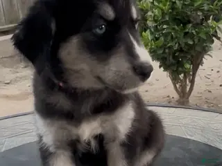 Goberian dogs Goberian Puppy 2 (Pink) - Ad 18