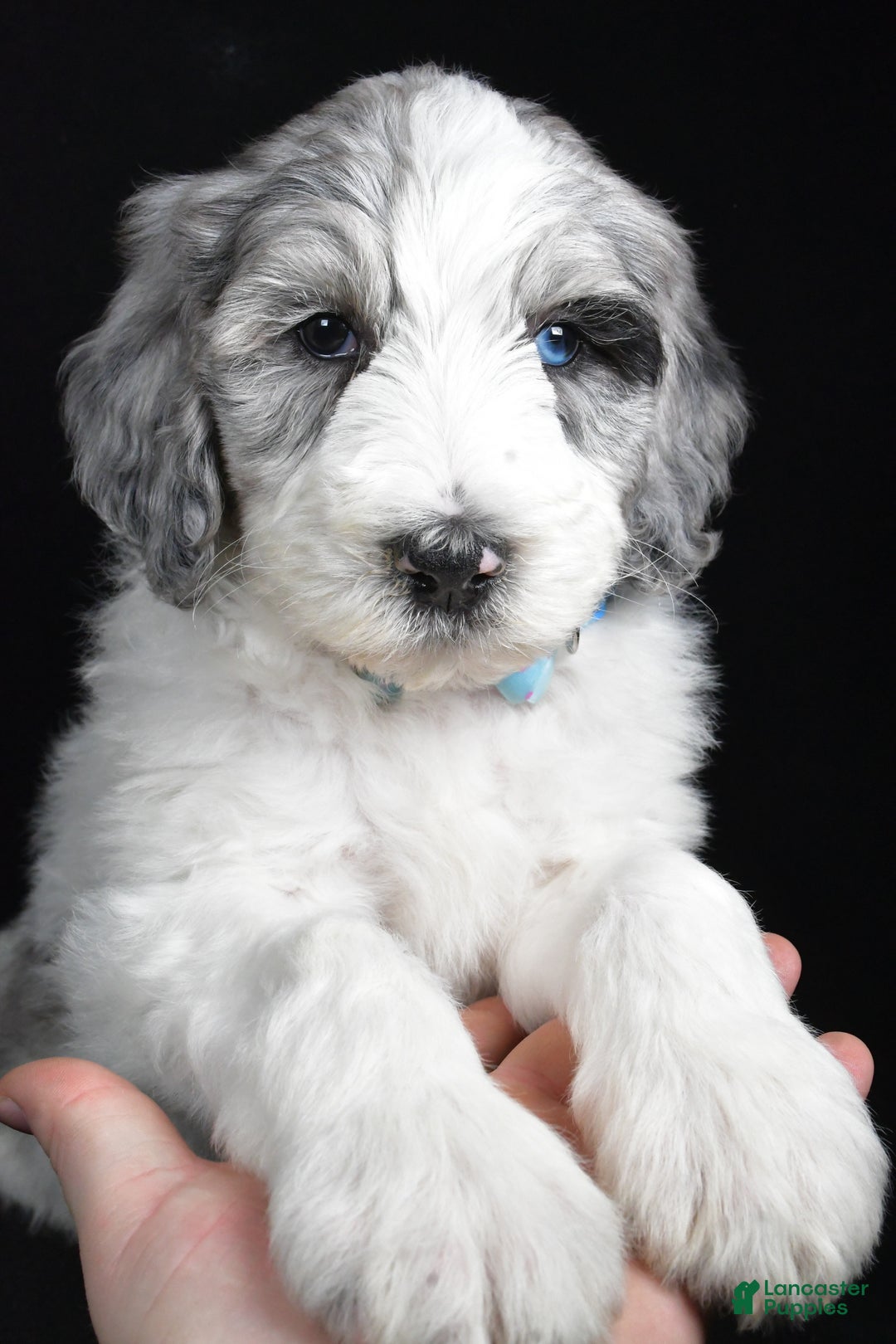 Sheepadoodle dogs for sale: Myles - Ad 9