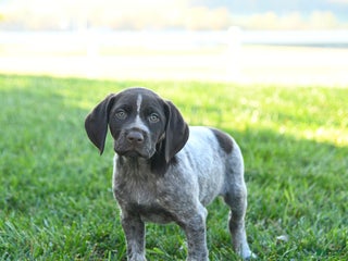 German Shorthaired Pointer dogs - Ad 15