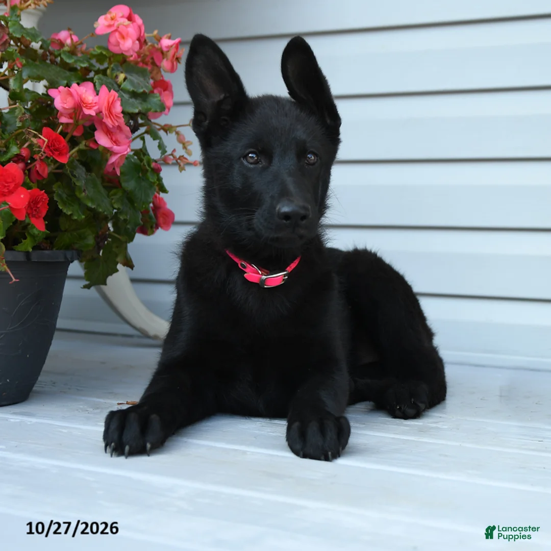 German Shepherd dogs for sale: Mabel - Ad 1