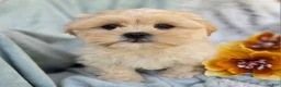 Shihpoo dogs for sale: Marshmallow - Ad 27