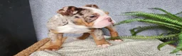 English Bulldog dogs for sale: Fletch - Ad 7