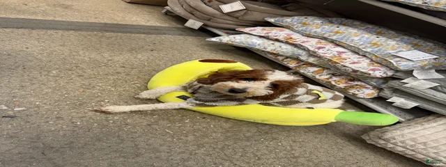 Hazel