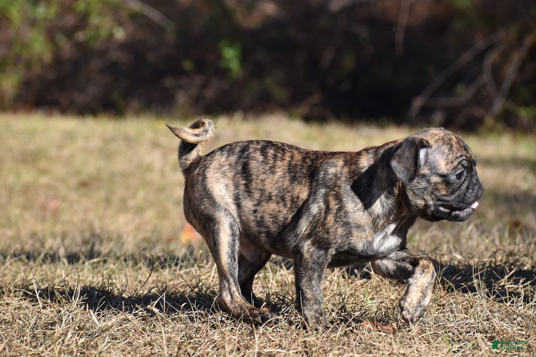 Pug dogs for sale: Pug Puppy Fuji - Ad 4