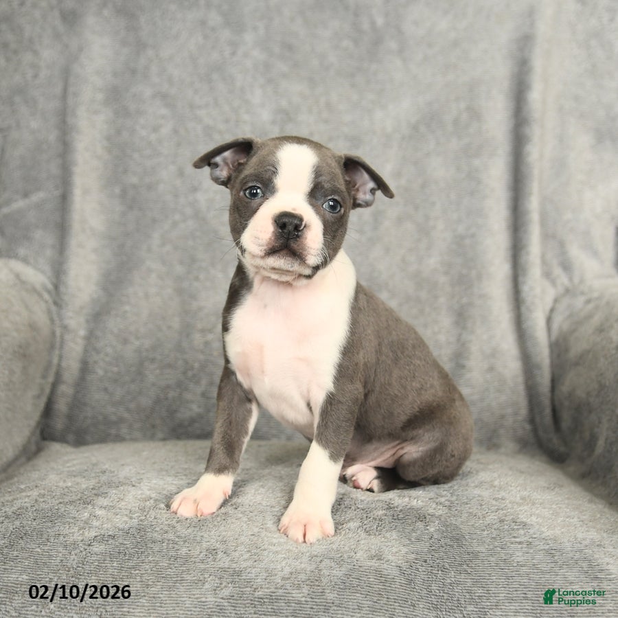Boston Terrier dogs Blake - Ad 2